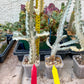 Ghost cactus (Ground 2) | White variegated Euphorb lactea