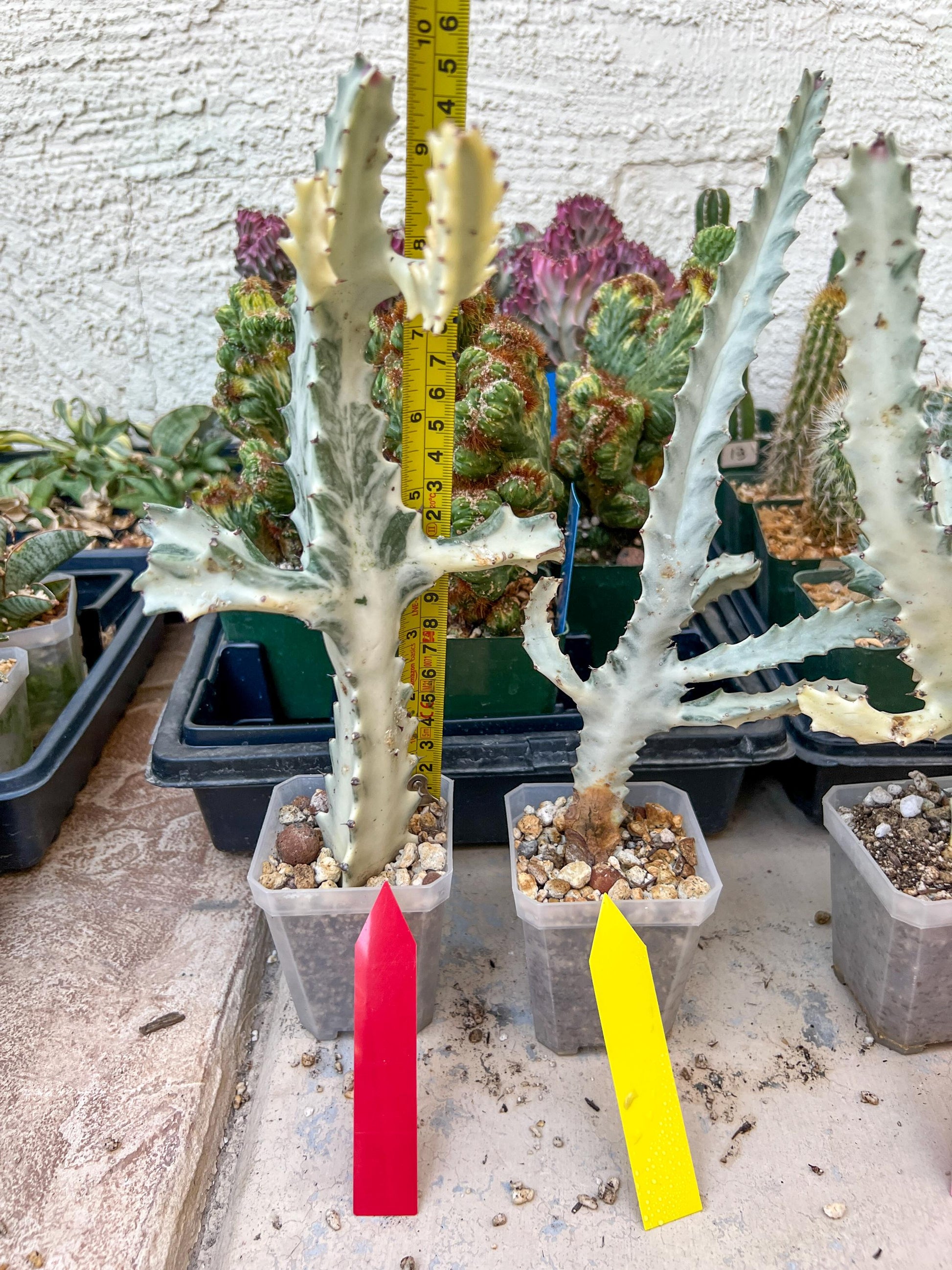 Ghost cactus (Ground 2) | White variegated Euphorb lactea