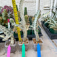 Ghost cactus (Ground 2) | White variegated Euphorb lactea