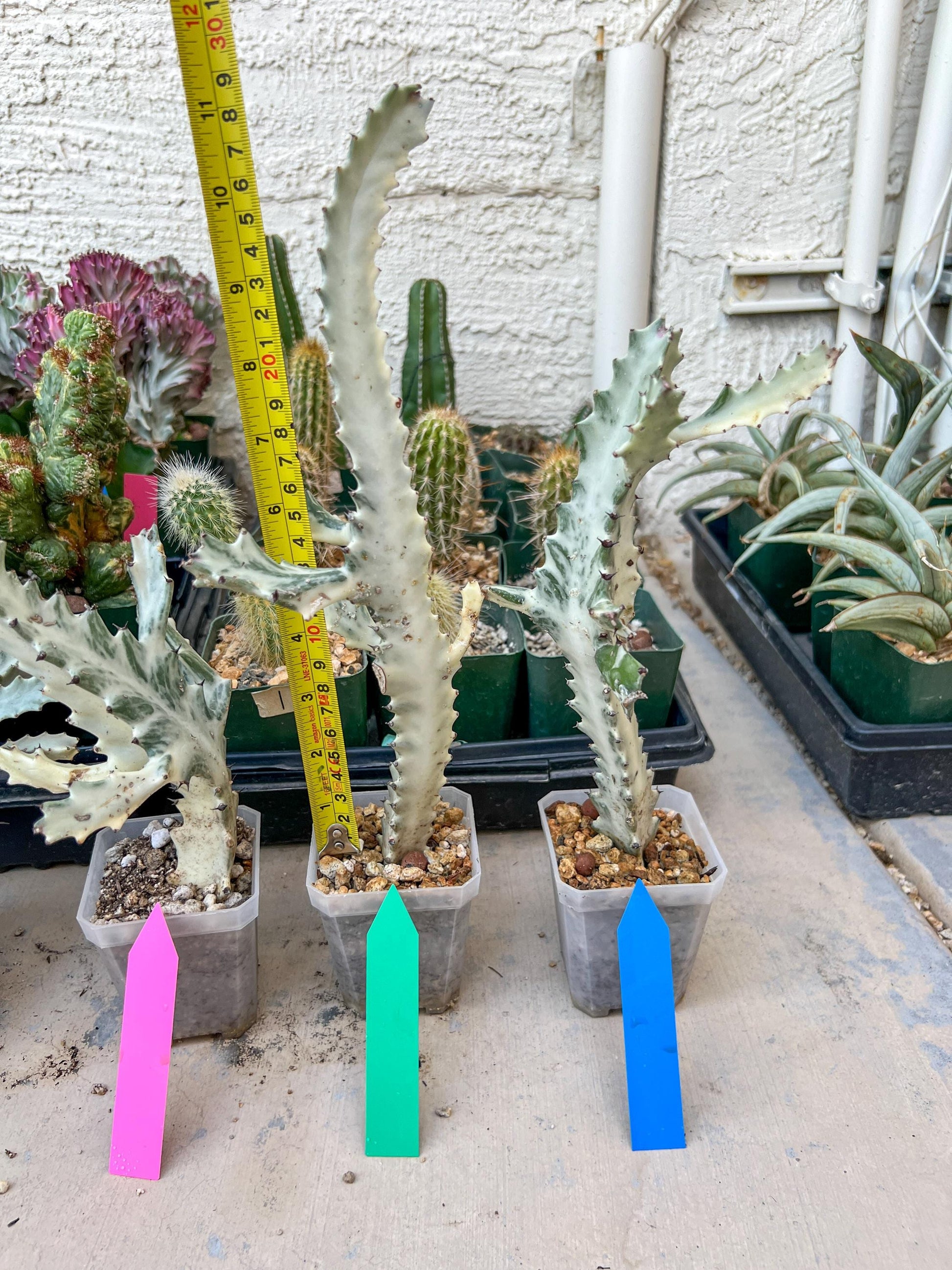 Ghost cactus (Ground 2) | White variegated Euphorb lactea