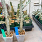 Ghost cactus (Ground 2) | White variegated Euphorb lactea