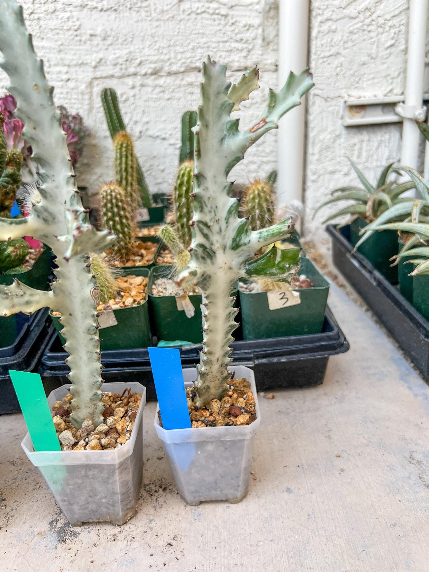 Ghost cactus (Ground 2) | White variegated Euphorb lactea