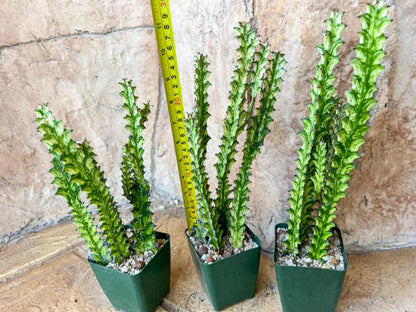 Trigona Variegated | African Milk Tree Plant | 1Pot/ 4 Plants