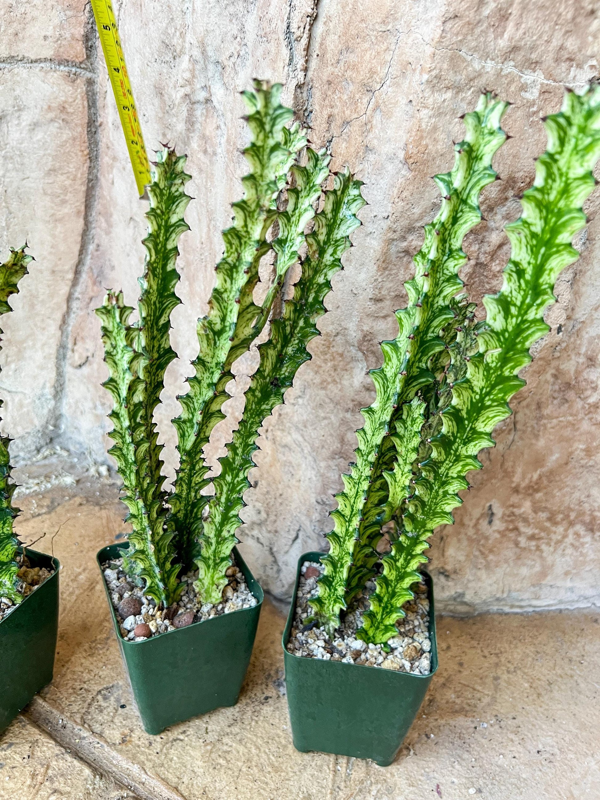 Trigona Variegated | African Milk Tree Plant | 1Pot/ 4 Plants