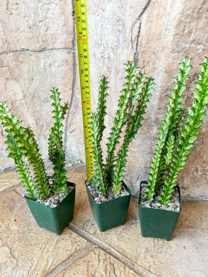 Trigona Variegated | African Milk Tree Plant | 1Pot/ 4 Plants