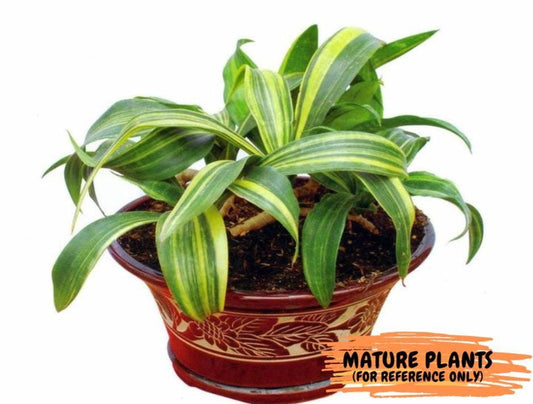 Sansevieria Senegambica | Very Rare Import