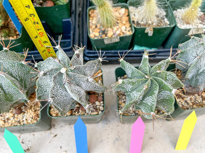 Large Ornatum Cactus | Imported Cactus | Rare Succulent
