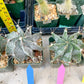 Large Ornatum Cactus | Imported Cactus | Rare Succulent