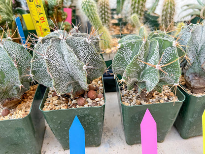Large Ornatum Cactus | Imported Cactus | Rare Succulent