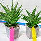 Sansevieria Enduro (H11) | Imported Plants | Rare Hybrid Species