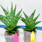 Sansevieria Enduro (H11) | Imported Plants | Rare Hybrid Species
