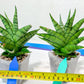 Sansevieria Enduro (H11) | Imported Plants | Rare Hybrid Species
