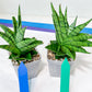 Sansevieria Enduro (H11) | Imported Plants | Rare Hybrid Species