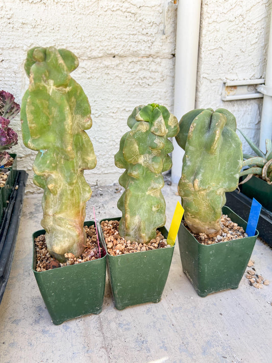 Lophocereus Schottii Monstrose | Imported Cactus | Rare Succulent