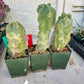Lophocereus Schottii Monstrose | Imported Cactus | Rare Succulent