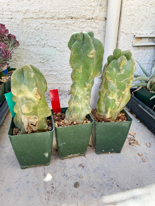 Lophocereus Schottii Monstrose | Imported Cactus | Rare Succulent