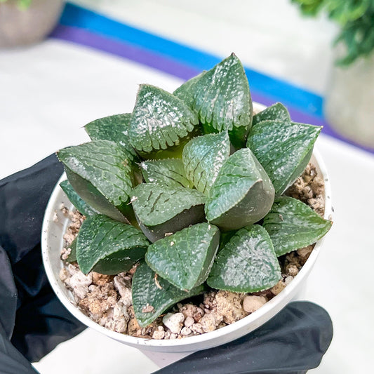 Haworthia Melon Island or Xianggua Dao (H2A) | Imported Succulent