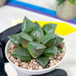 Haworthia Melon Island or Xianggua Dao (H2A) | Imported Succulent