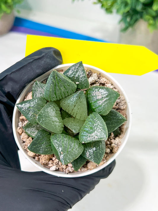 Haworthia Melon Island or Xianggua Dao (H2A) | It’s ready for a new home!