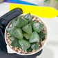 Haworthia Melon Island or Xianggua Dao (H2A) | Imported Succulent