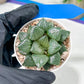 Haworthia Melon Island or Xianggua Dao (H2A) | Imported Succulent
