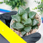 Haworthia Melon Island or Xianggua Dao (H2A) | Imported Succulent