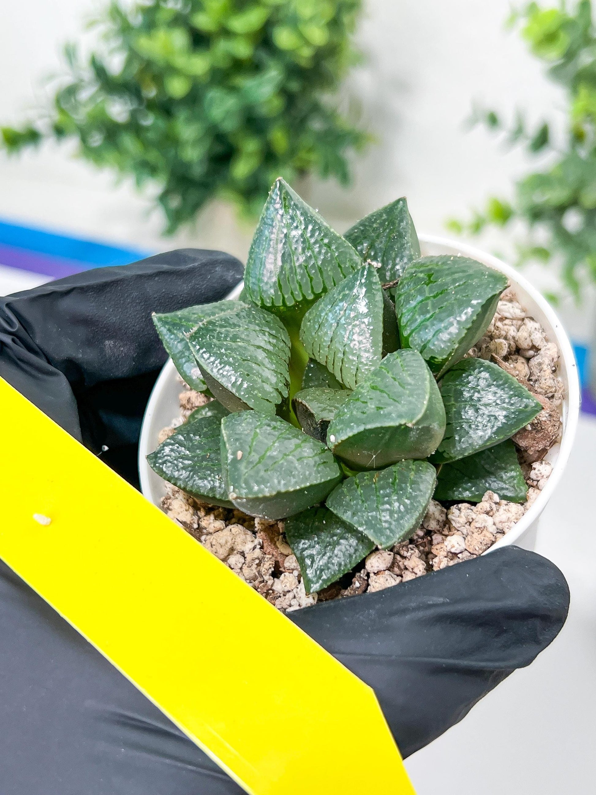 Haworthia Melon Island or Xianggua Dao (H2A) | Imported Succulent
