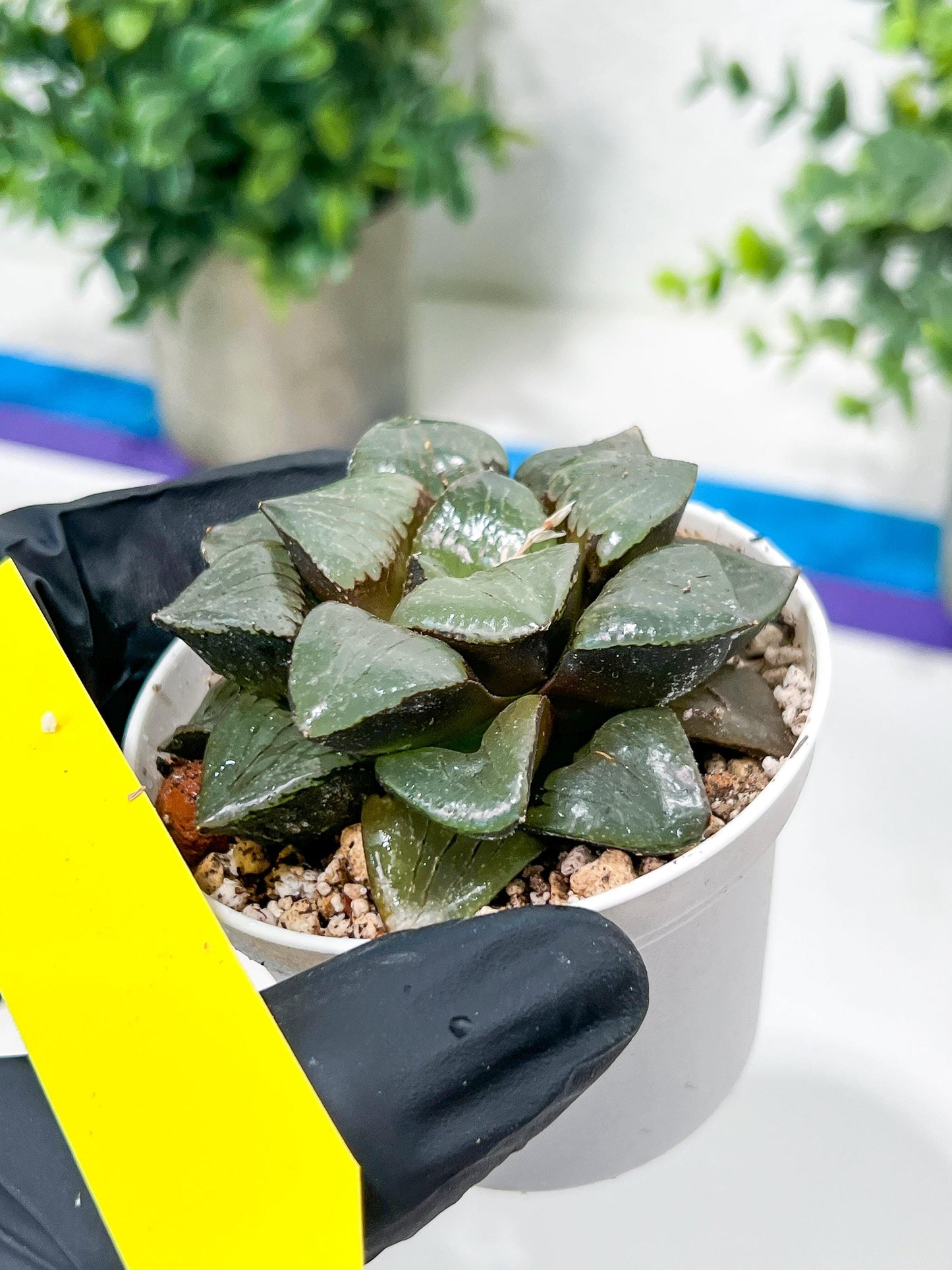 Haworthia Sun Moon Lake or Riyuentan (H2B) | Imported Succulent | Hong Kong Rare Species