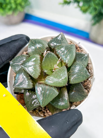 Haworthia Sun Moon Lake or Riyuentan (H2B) | Imported Succulent | Hong Kong Rare Species