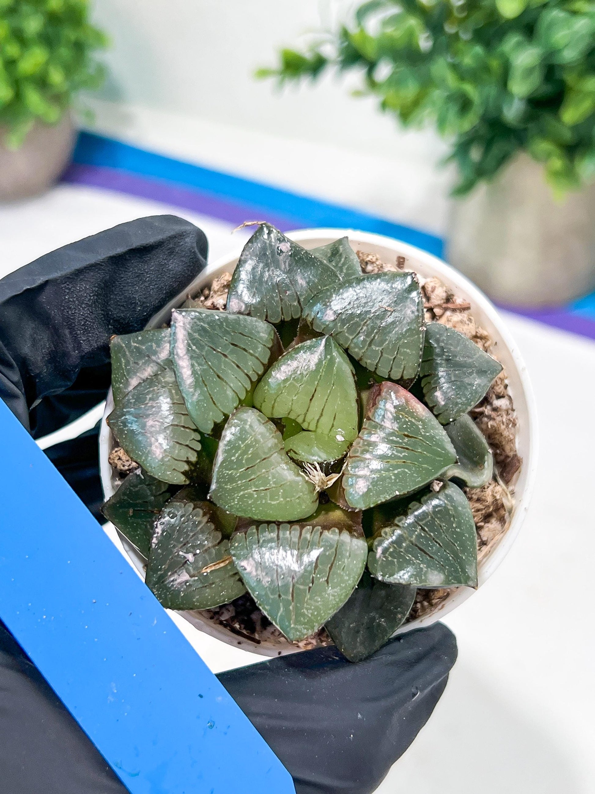 Haworthia Sun Moon Lake or Riyuentan (H2B) | Imported Succulent | Hong Kong Rare Species
