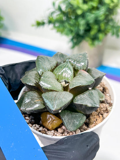 Haworthia Sun Moon Lake or Riyuentan (H2B) | Imported Succulent | Hong Kong Rare Species