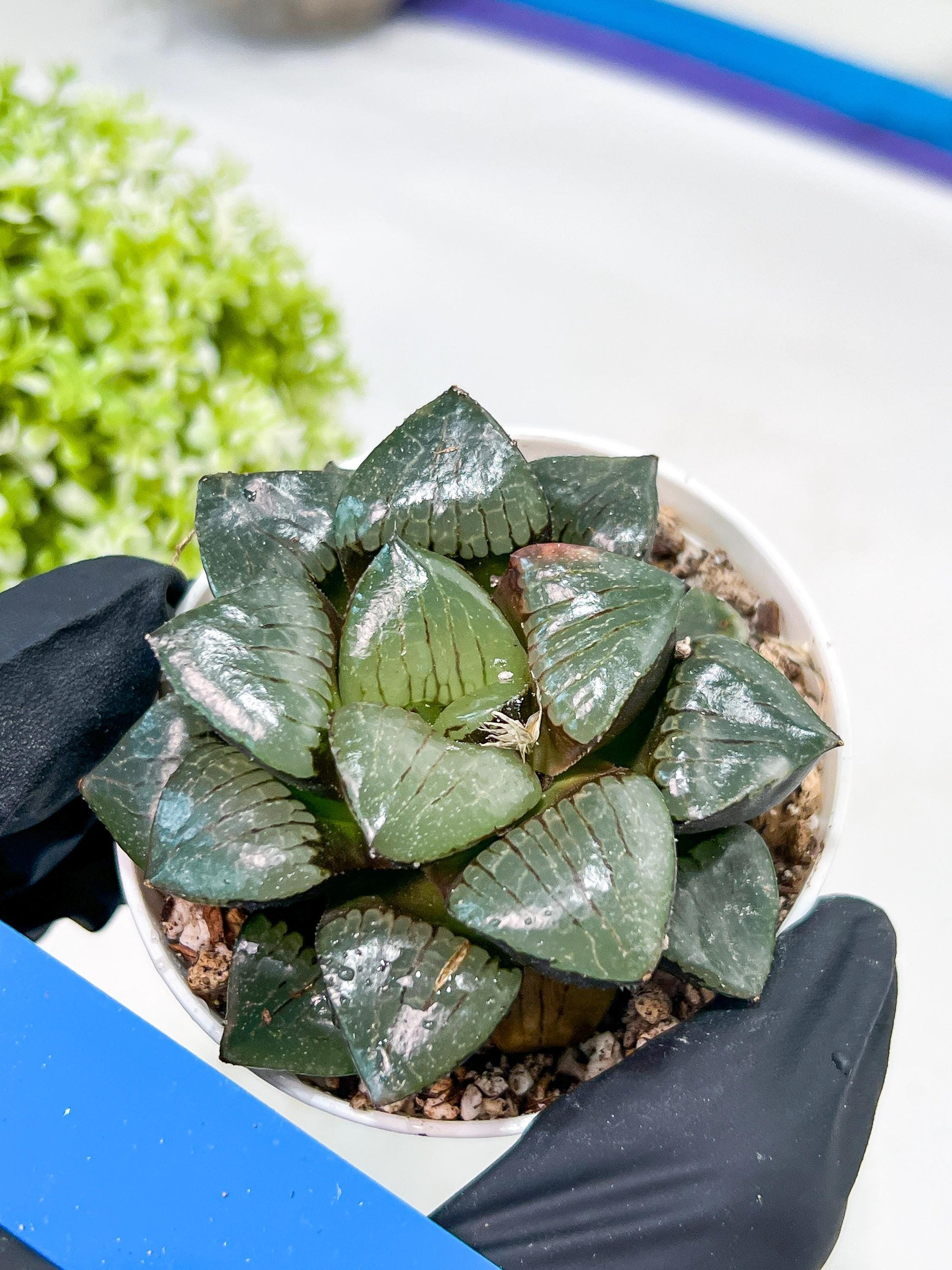 Haworthia Sun Moon Lake or Riyuentan (H2B) | Imported Succulent | Hong Kong Rare Species