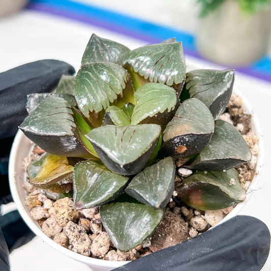 Haworthia Sun Moon Lake or Riyuentan (H2B) | Imported Succulent | Hong Kong Rare Species