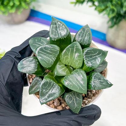 Haworthia Moon Shadow or Yueying (H2C) | Imported Succulent | Hong Kong Rare Species