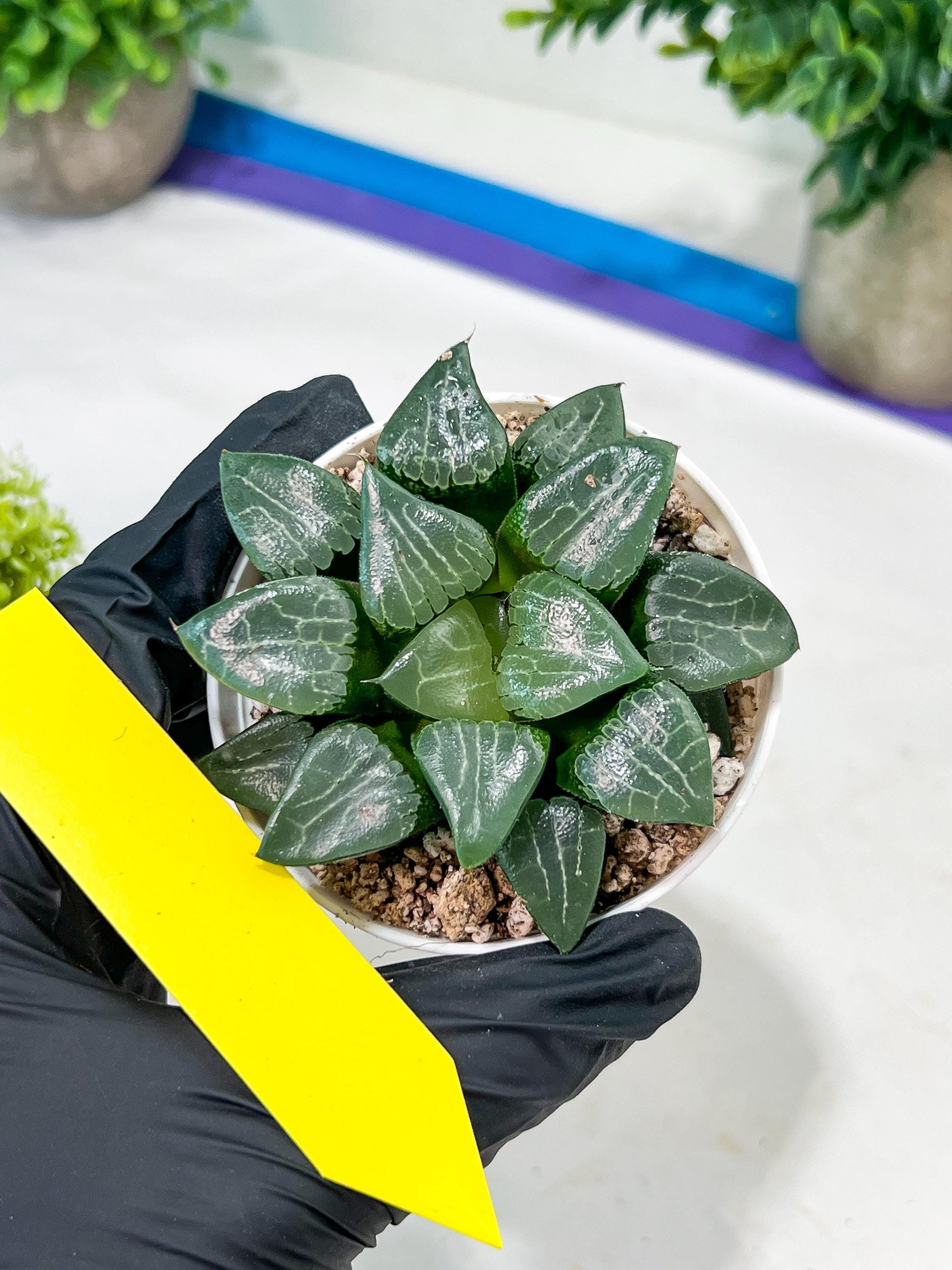 Haworthia Moon Shadow or Yueying (H2C) | Imported Succulent | Hong Kong Rare Species