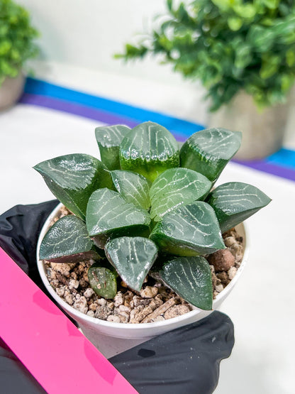 Haworthia Moon Shadow or Yueying (H2C) | Imported Succulent | Hong Kong Rare Species