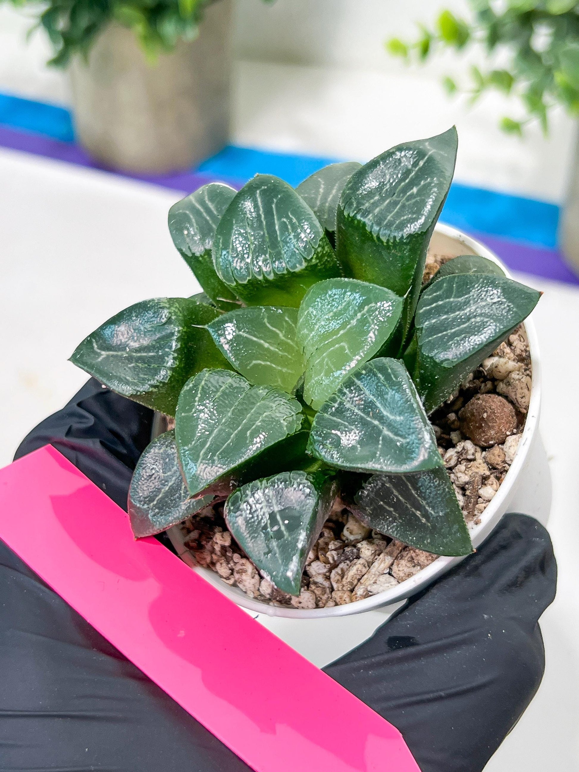 Haworthia Moon Shadow or Yueying (H2C) | Imported Succulent | Hong Kong Rare Species