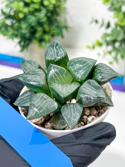 Haworthia Moon Shadow or Yueying (H2C) | Imported Succulent | Hong Kong Rare Species