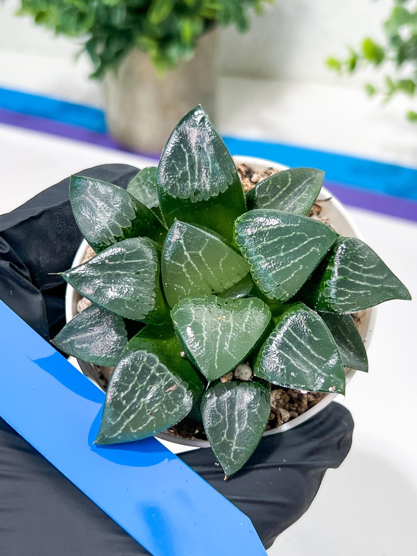 Haworthia Moon Shadow or Yueying (H2C) | Imported Succulent | Hong Kong Rare Species