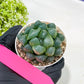 Haworthia Red Line or Chi Xian (H2D) | Imported Succulent | Hong Kong Rare Species