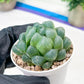 Haworthia Red Line or Chi Xian (H2D) | Imported Succulent | Hong Kong Rare Species