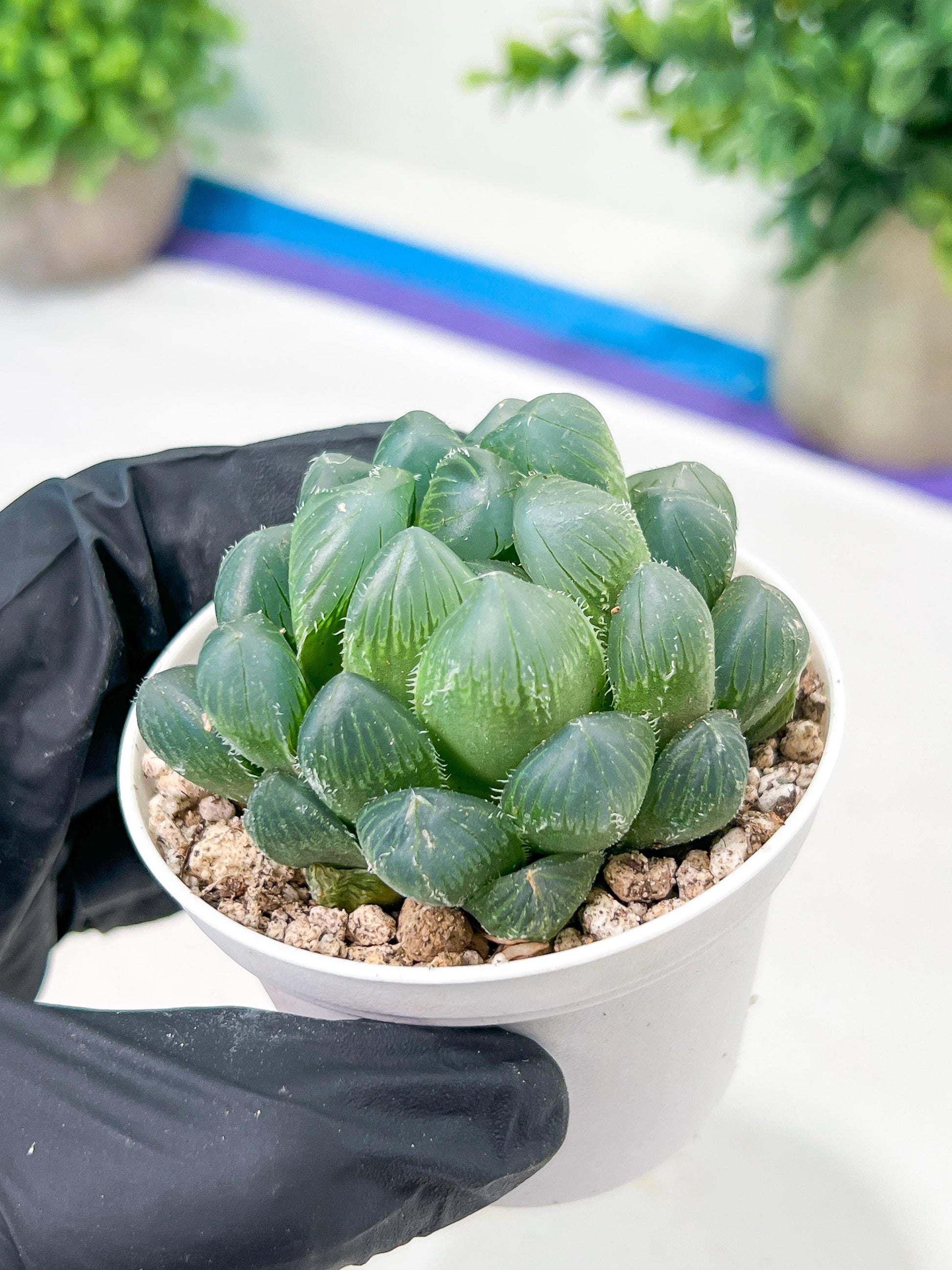 Haworthia Red Line or Chi Xian (H2D) | Imported Succulent | Hong Kong Rare Species