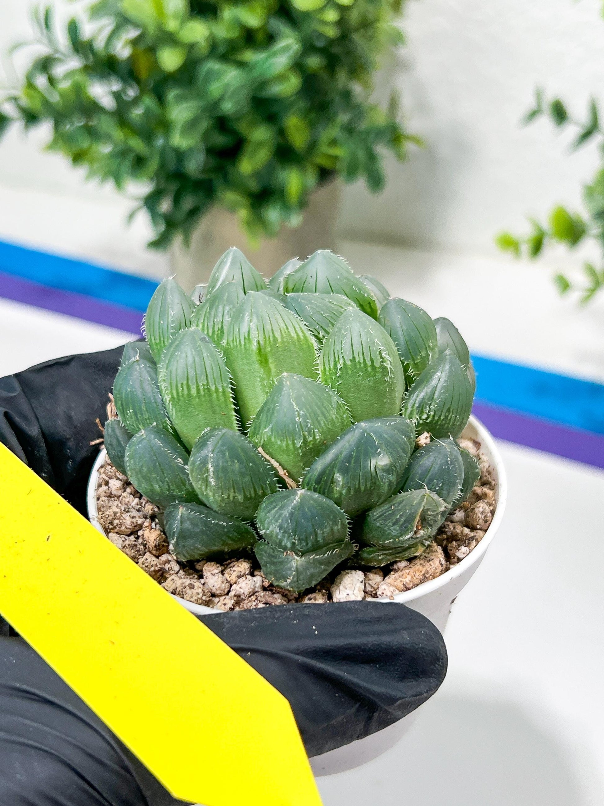 Haworthia Red Line or Chi Xian (H2D) | Imported Succulent | Hong Kong Rare Species
