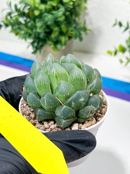 Haworthia Red Line or Chi Xian (H2D) | Imported Succulent | Hong Kong Rare Species