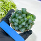 Haworthia Red Line or Chi Xian (H2D) | Imported Succulent | Hong Kong Rare Species