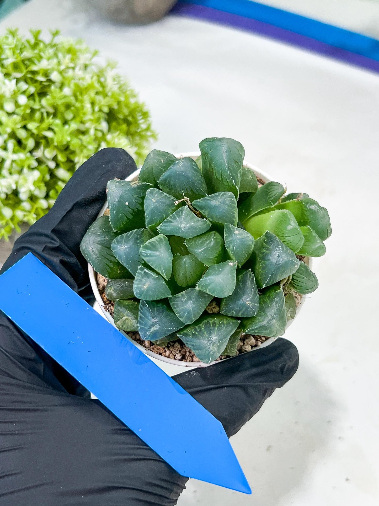Haworthia Red Line or Chi Xian (H2D) | Imported Succulent | Hong Kong Rare Species