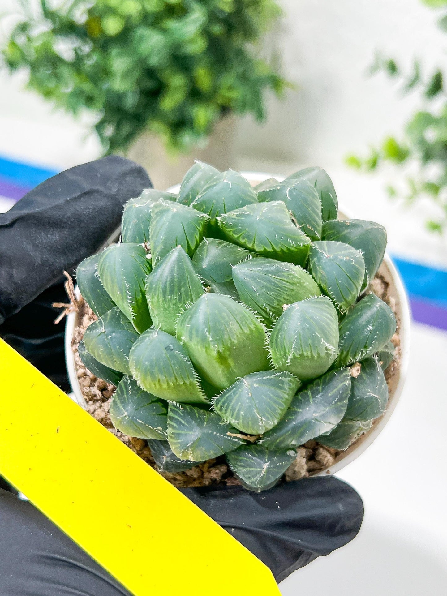 Haworthia Red Line or Chi Xian (H2D) | Imported Succulent | Hong Kong Rare Species