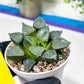 Haworthia Fire Phoenix or Huo Fenghuang (H2E) | Imported Succulent | Hong Kong Rare Species