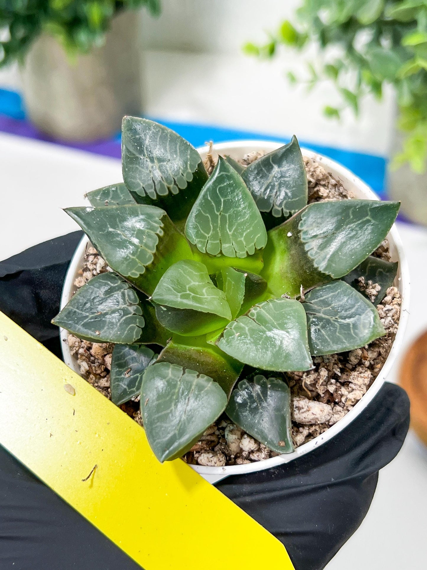 Haworthia Fire Phoenix or Huo Fenghuang (H2E) | Imported Succulent | Hong Kong Rare Species