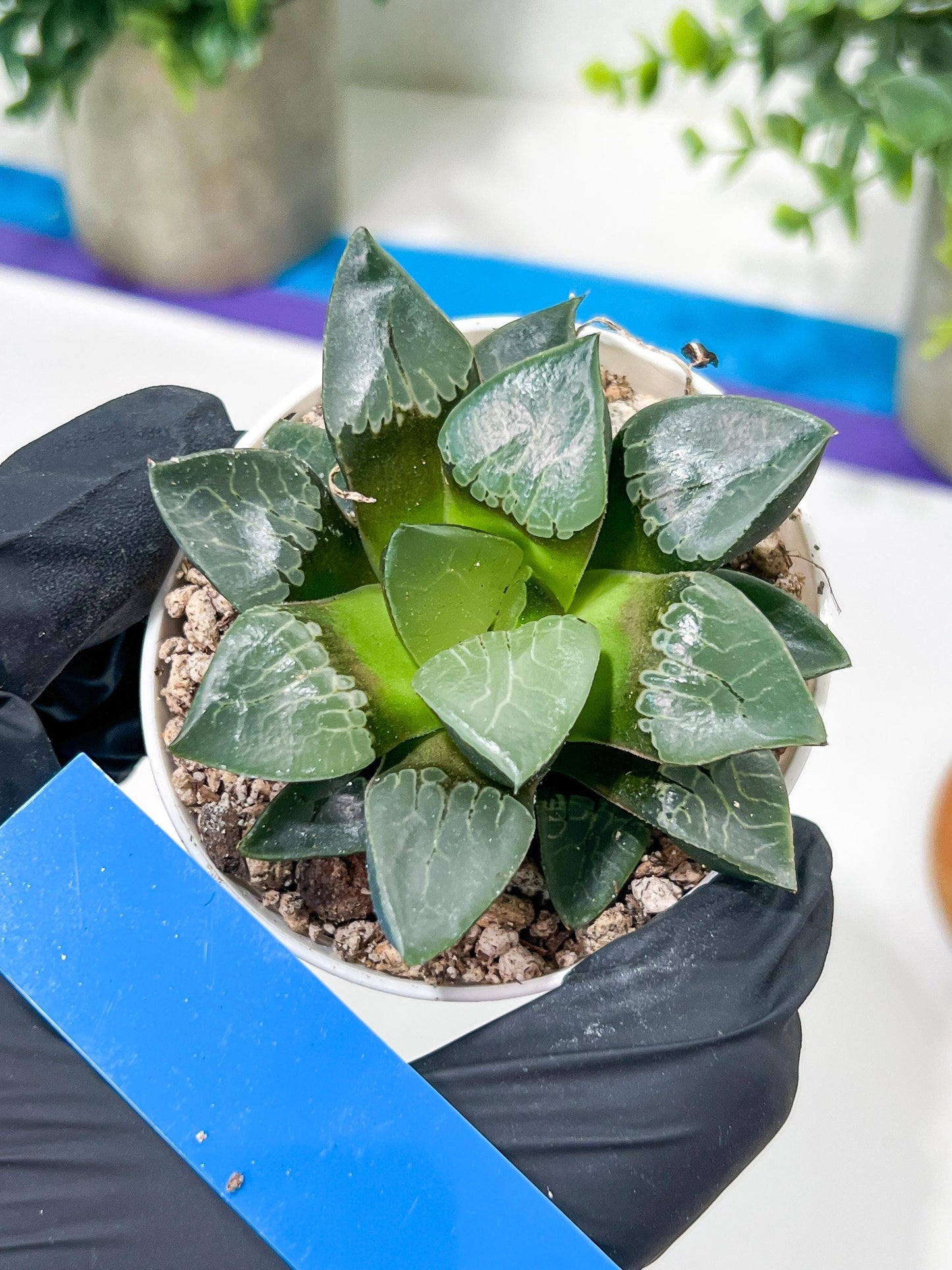 Haworthia Fire Phoenix or Huo Fenghuang (H2E) | Imported Succulent | Hong Kong Rare Species